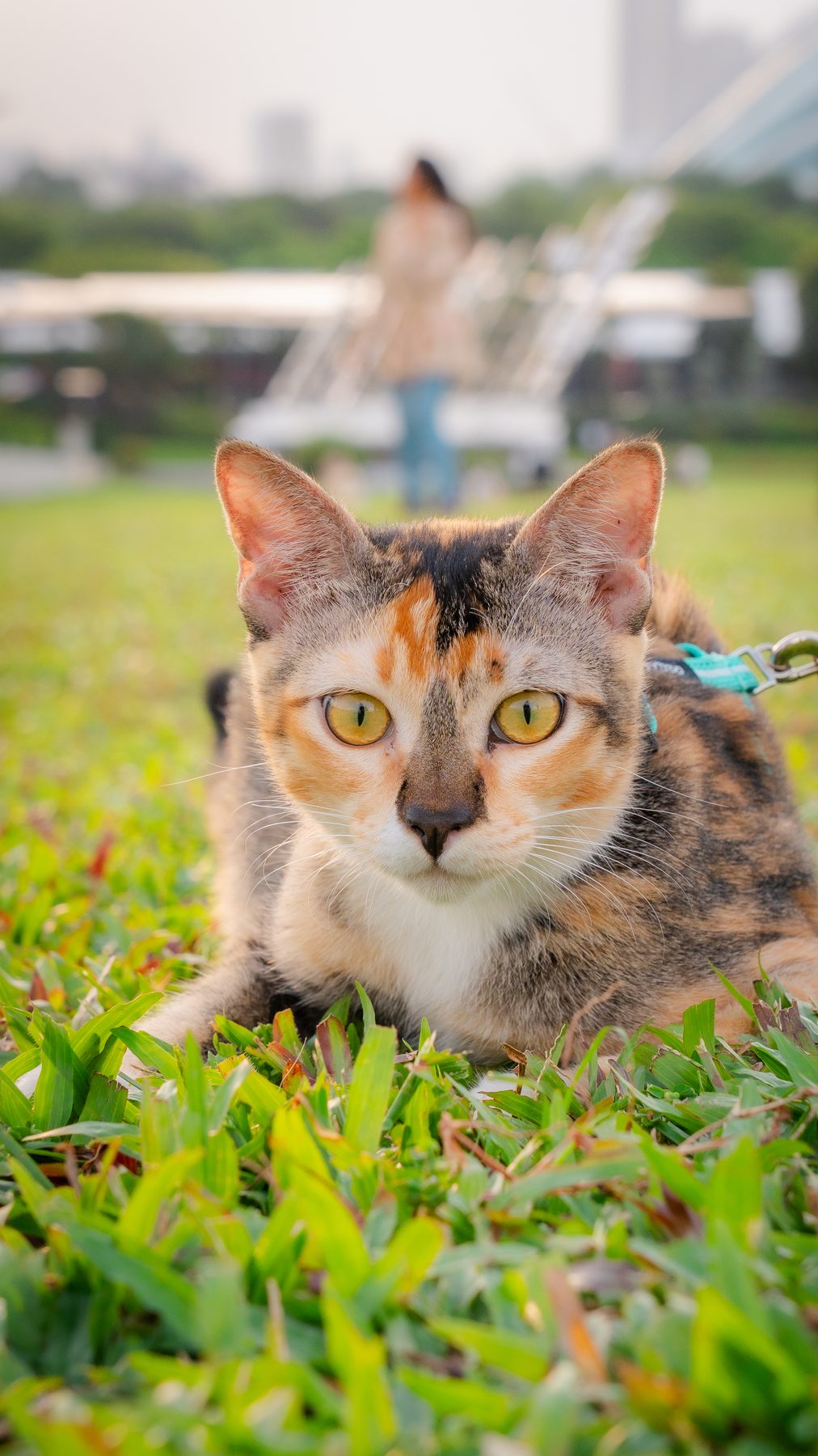 Pet portrait